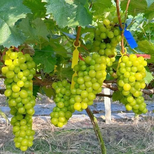 Sunshine Rose Grapes Seeds