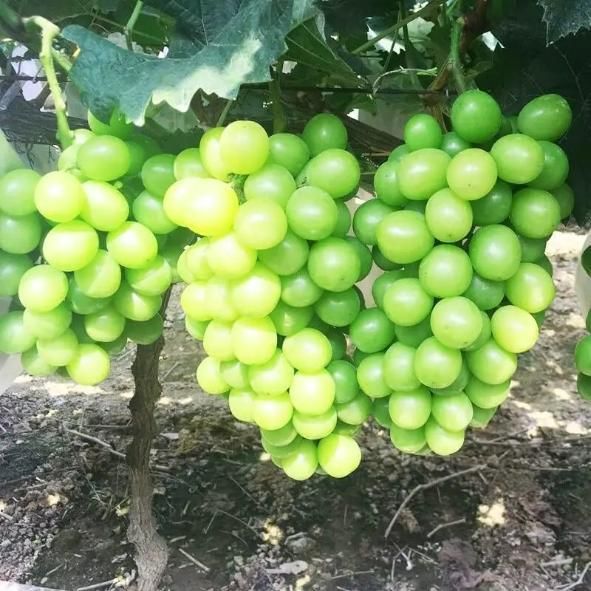 Sunshine Rose Grapes Seeds