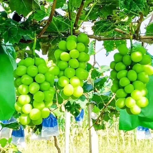 Sunshine Rose Grapes Seeds